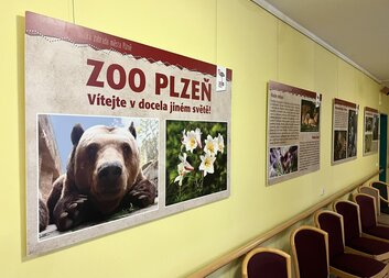 Fotovýstava Historie i současnost Zoo Plzeň v Domově pro seniory sv. Jiří