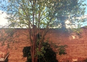 Děti z 2. základní školy pomohly zachránit strom v Domově sv. Zity